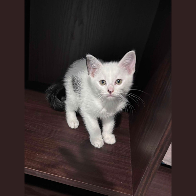 Photo of Odin