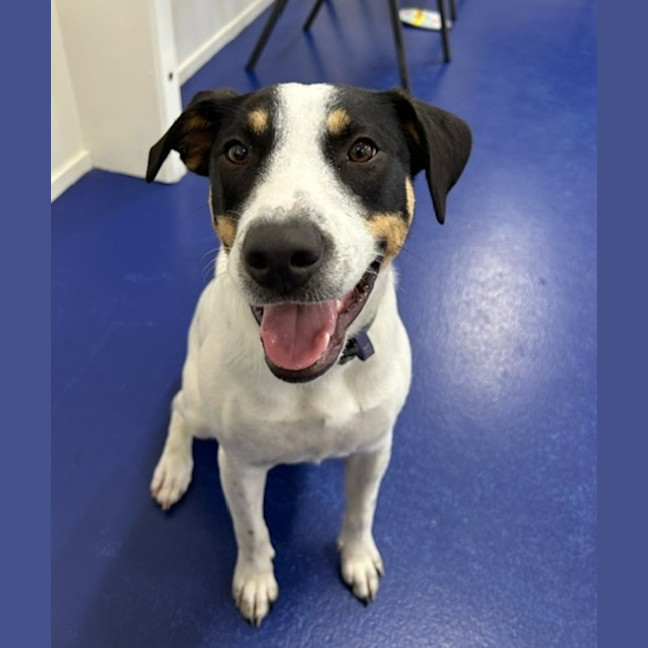 Photo of Laika