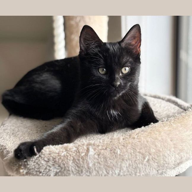 Photo of Sultana