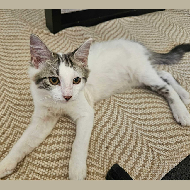 Photo of Mischief