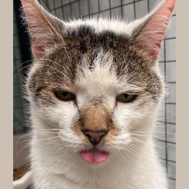 Photo of Oreo