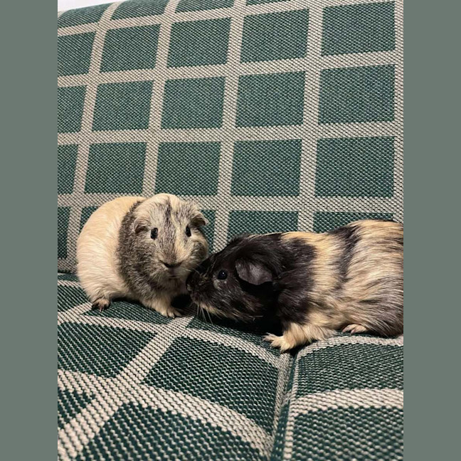 Photo of Crunchy & Tiger