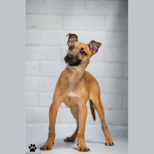 Photo of Mishka