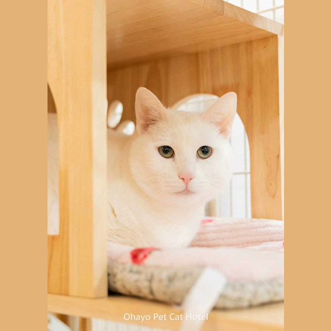 Photo of Miu Miu