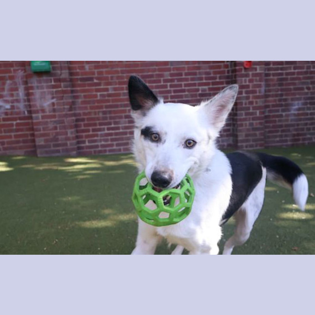 Photo of Polo