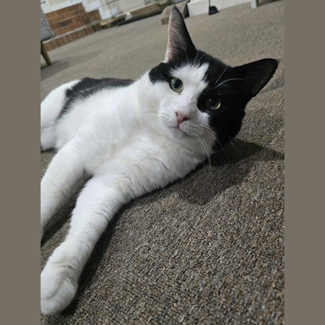 Photo of Frankie   4 Year Old Domestic Short Hair