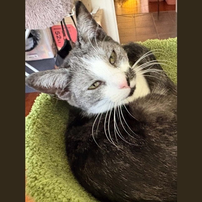Photo of Comet *9 Lives Project Rescue*