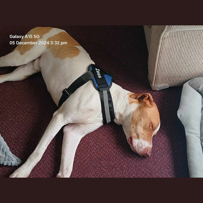 Photo of Zeus