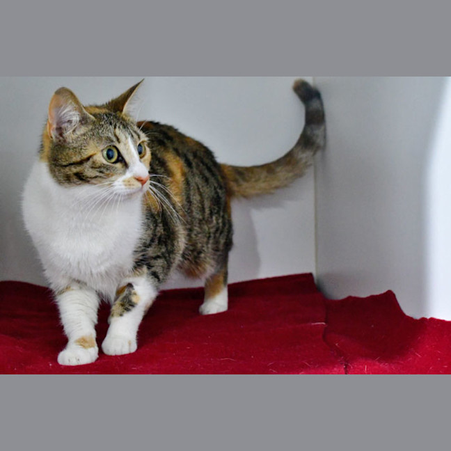 Photo of Rosita Purrez