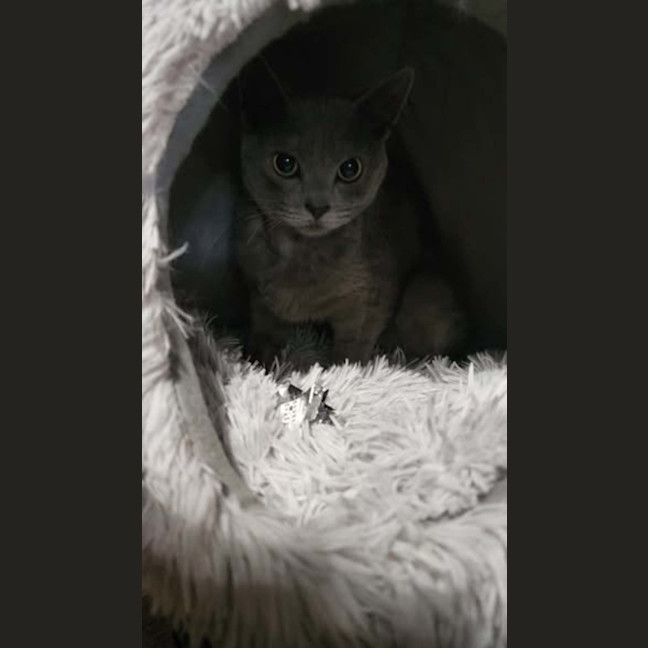 Photo of Heidi (Tamworth)