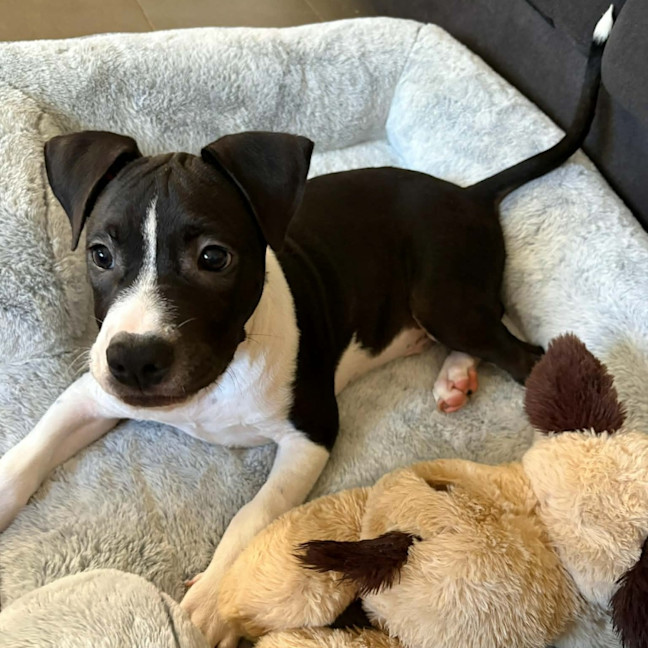Photo of Dagger
