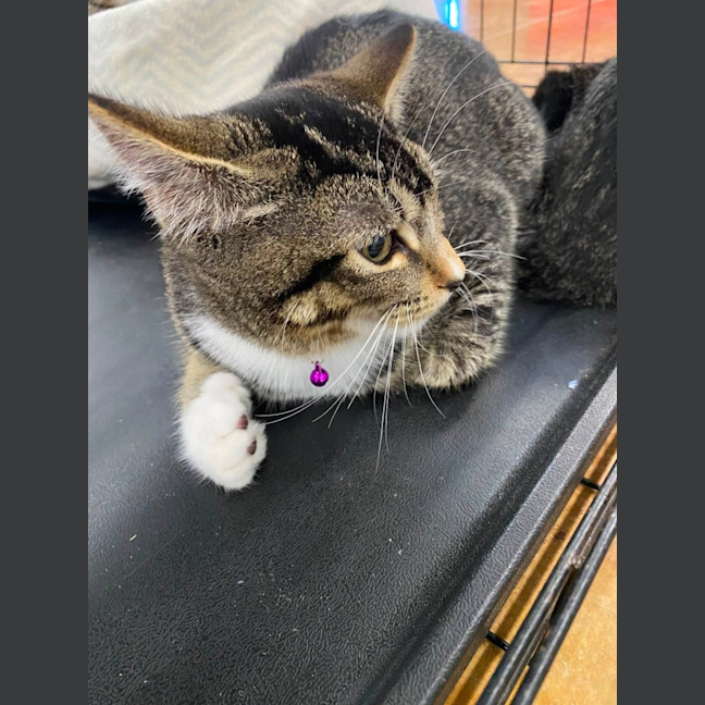 Photo of Fluffball
