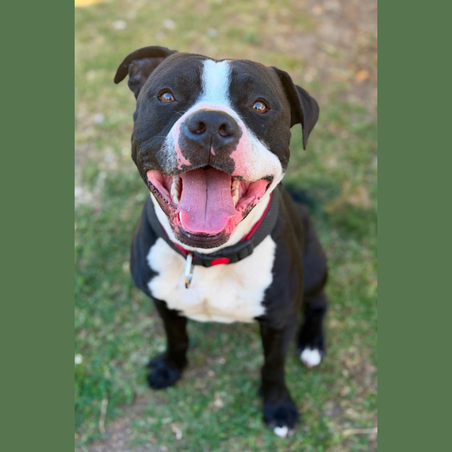 Photo of Loki