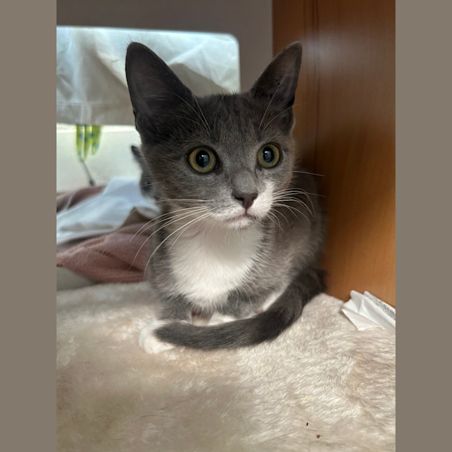 Photo of Gidget