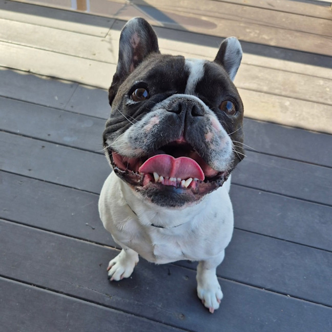 Photo of Buster