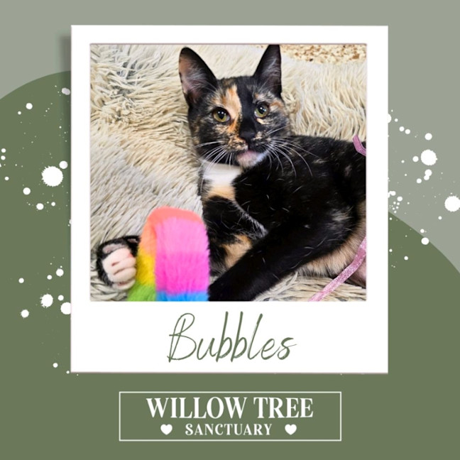 Photo of Bubbles