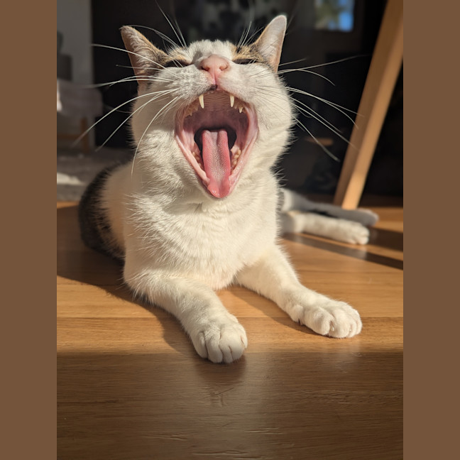 Photo of Tabitha