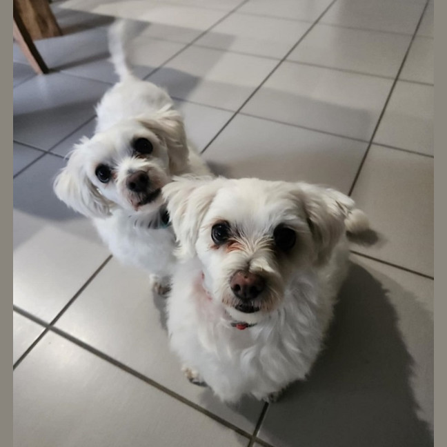 Photo of Ziggy And Mali