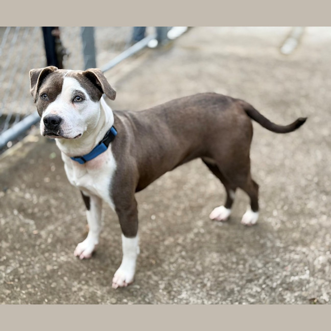 Photo of Shelby 