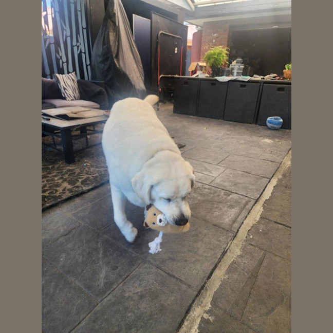 Photo of Buddy Celestino
