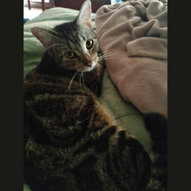 Photo of Cookie