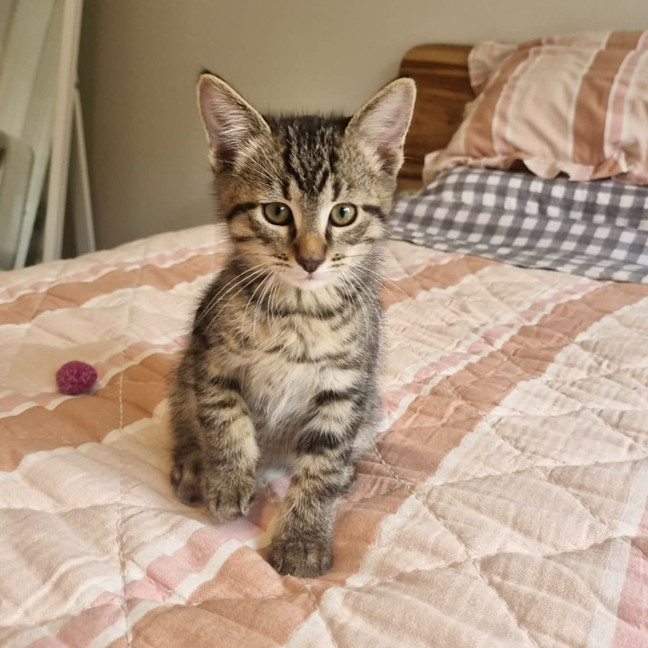 Photo of Buzz
