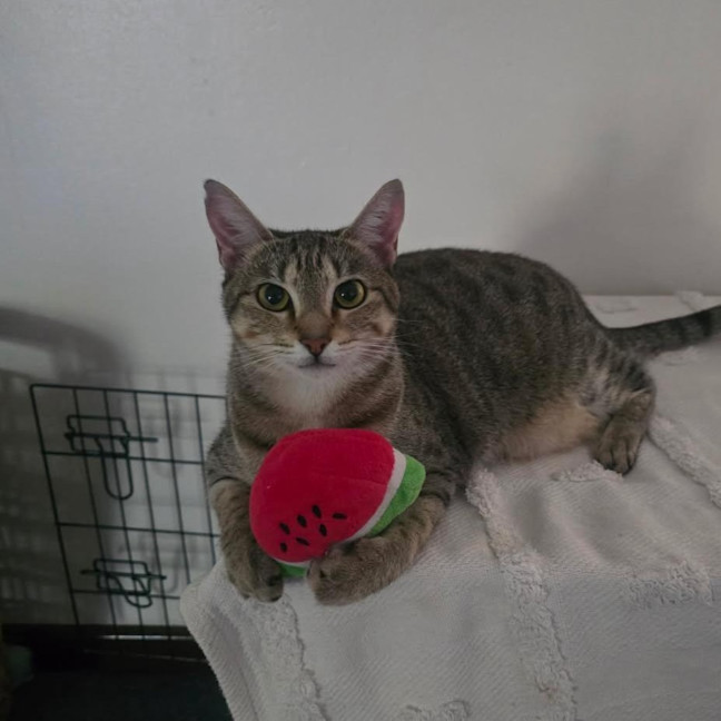 Photo of Nini