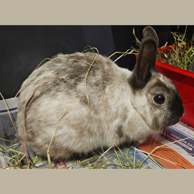 Photo of Tabitha (Bonded To Penny)