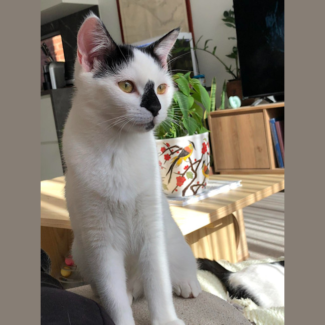 Photo of Cora