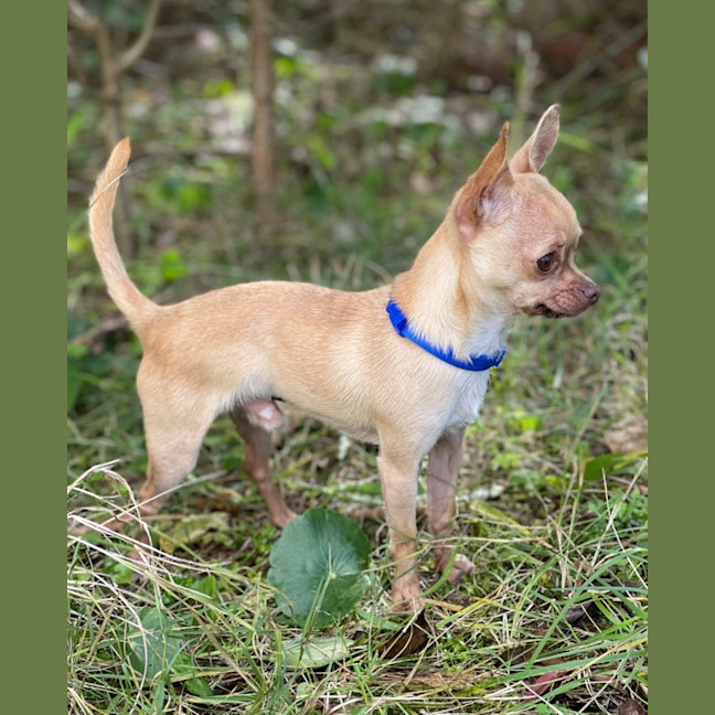 Photo of Paco