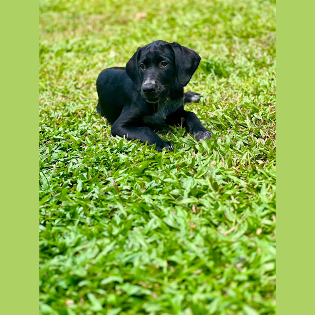 Photo of Arie