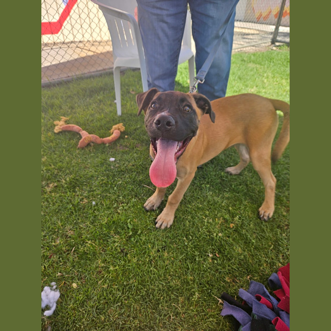 Photo of Chico