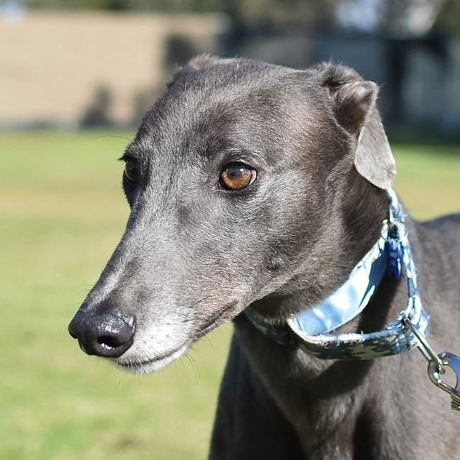 Photo of Plankton The Greyhound