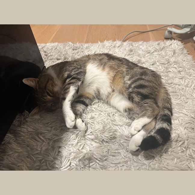 Photo of Herbie