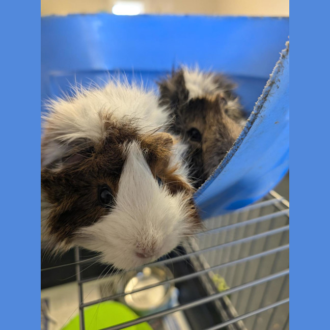 Photo of Banana