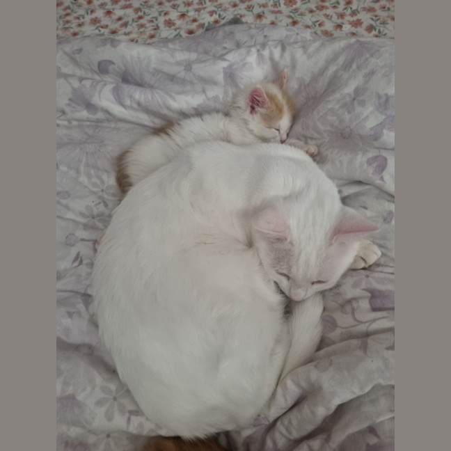 Photo of Finnick
