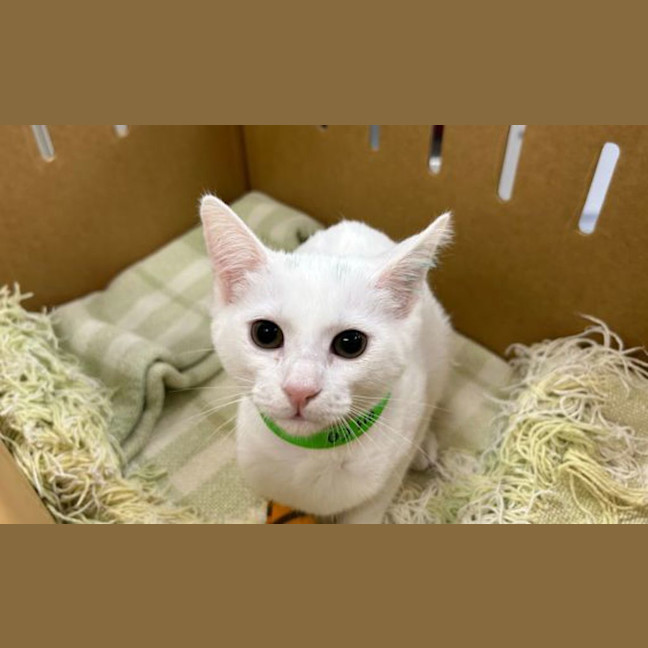 Photo of Powder