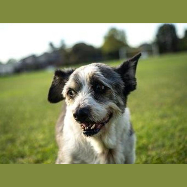 Photo of Gizmo Peggotty