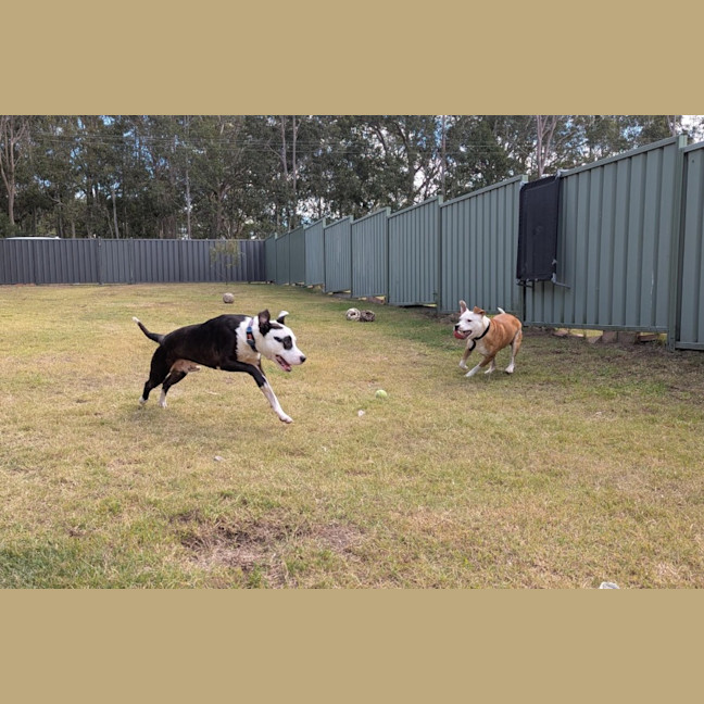 Photo of Patch & Chief