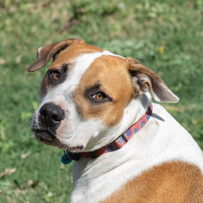 Photo of Rusty