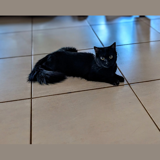 Photo of Cinder