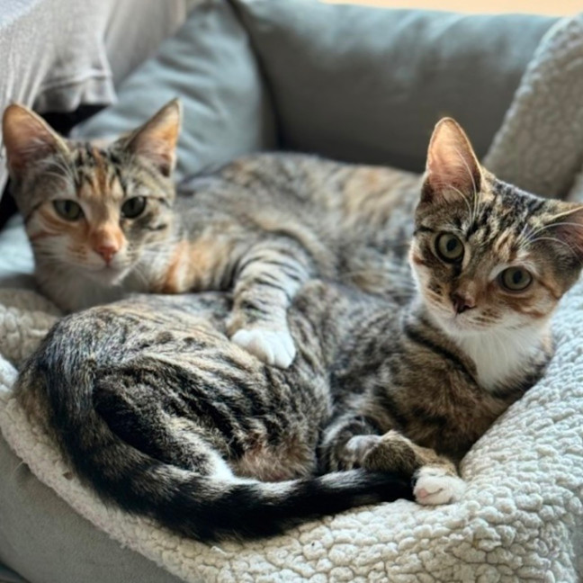 Photo of Milly And Charlie 