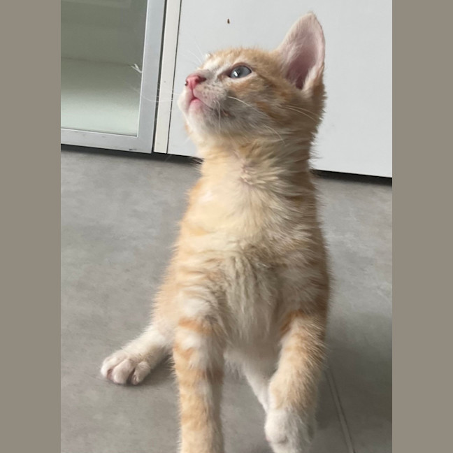 Photo of Apricot