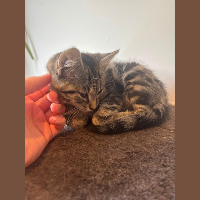 Photo of Puffin Meet Me@Petstock Mornington Nepean Hwy 