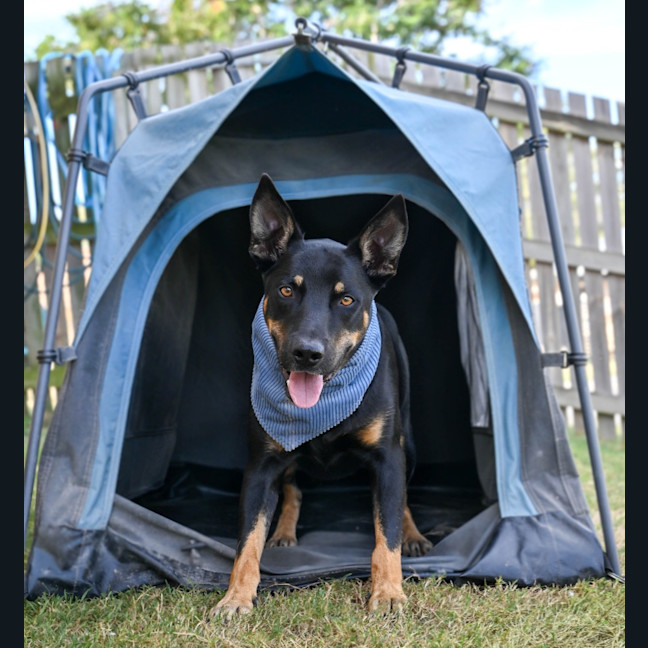 Photo of Ozzie