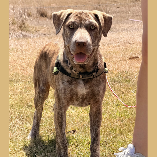 Photo of Harley