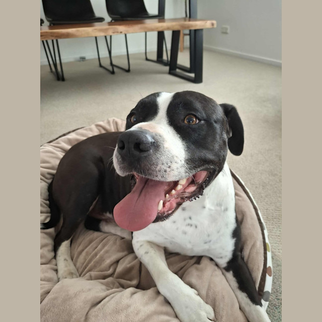 Photo of Zeus   5 Year Old Staffy X