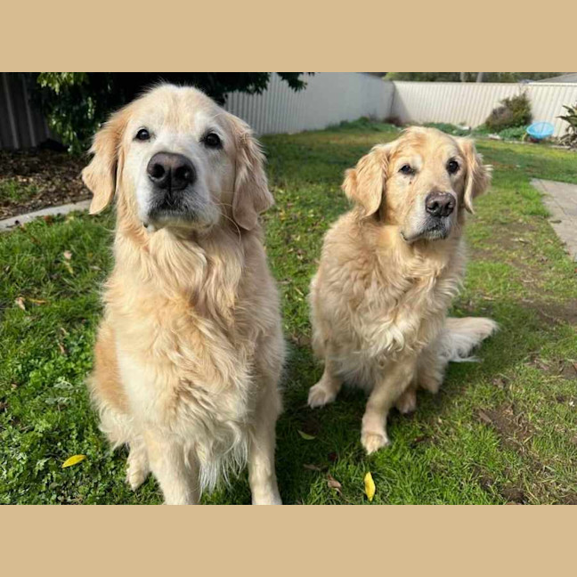 Photo of Missy And Marley