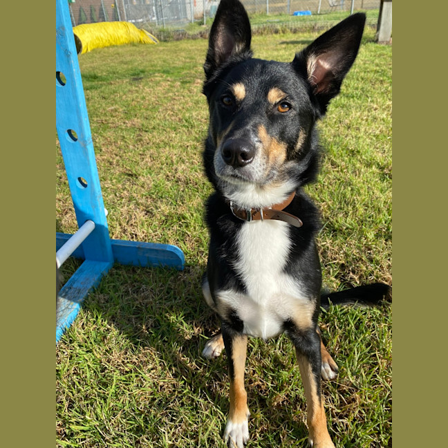 Photo of Dexter