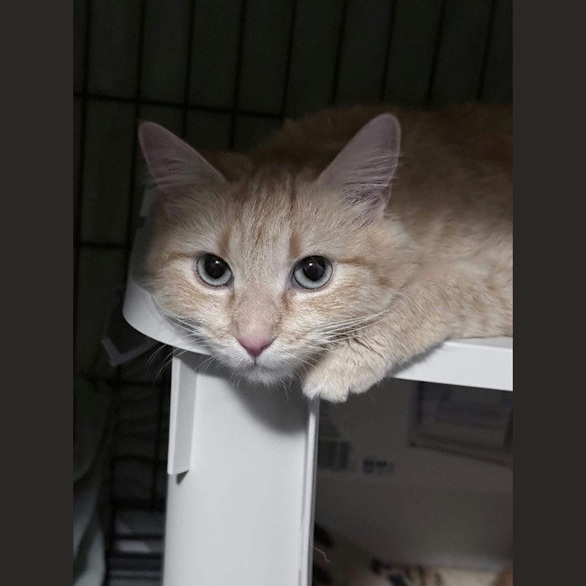 Photo of Kaiya *9 Lives Project Rescue*